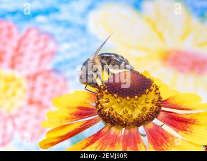 Eine Honigbiene sammelt Pollen bei Staubgefäßen in einer Blume. Eine Biene, die an einer Gartenblume arbeitet. Stockfoto