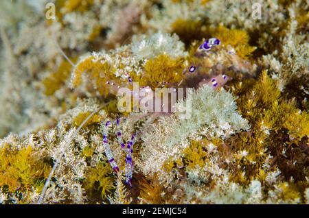 Sarasvati Anemone Shrimp, Ancylomenes sarasvati, in Tree Anemone, Actinodendron arboreum, Deep Reef Tauchplatz, Pemuteran, Bali, Indonesien Stockfoto