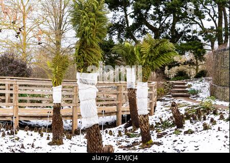 Baumfarne, Dicksonia Antartica, mit Gartenvlies als Schutz vor der Kälte gewickelt. Stockfoto