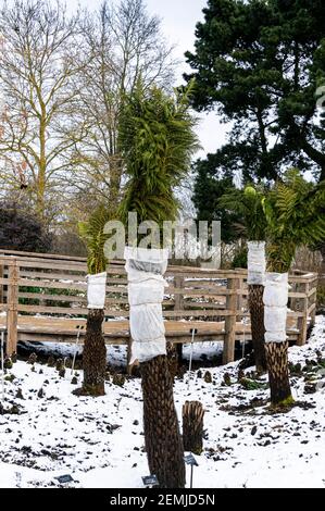 Baumfarne, Dicksonia Antartica, mit Gartenvlies als Schutz vor der Kälte gewickelt. Stockfoto