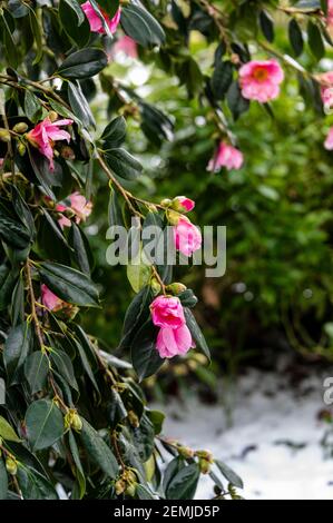 Camellia williamsii mary christian, blühend in winterlichen, verschneiten Bedingungen. Stockfoto