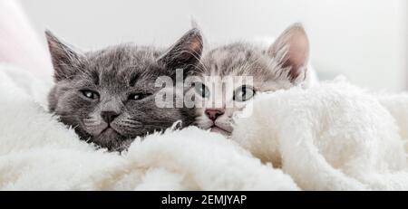 Katzengesichter schauen aus der Decke heraus. Nette lustige Kätzchen. Paar Familie von Katzen Porträt auf weißem Hintergrund. Katzen beobachten Seite. Langes Webbanner mit Stockfoto