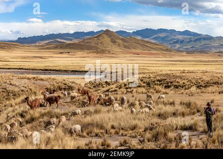 Hirte mit seiner Herde hoch auf dem altiplano in der Provinz Puno im Südosten Perus, Südamerika. Stockfoto