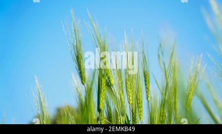 Frisches Weizenohr im Sonnenlicht. Grünes Weizenfeld und himmelblauer Boden, Konzept der Winterkulturen im indischen Dorf. Stockfoto