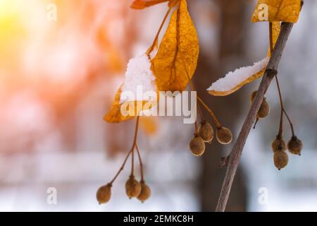 Samen und trockene Blätter von Linden im Schnee Von der hellen Sonne beleuchtet Stockfoto