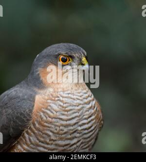 Nahaufnahme eines erwachsenen männlichen europäischen Sparrowhawk (Accipiter nisus) auf Beute, aufgenommen in einem Vorstadtgarten in Swindon, Wiltshire. Stockfoto