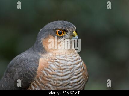 Nahaufnahme eines erwachsenen männlichen europäischen Sparrowhawk (Accipiter nisus) auf Beute, aufgenommen in einem Vorstadtgarten in Swindon, Wiltshire. Stockfoto