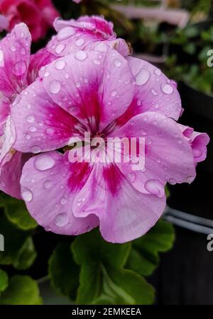 Rosa Geranienblume mit Regentropfen im Garten Stockfoto