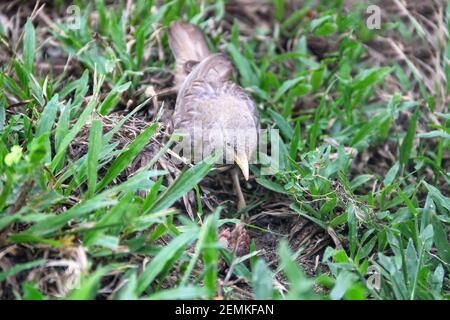 Ceylon Rufous Babbler (Turdoides rufescens) sammelt Futter auf dem Rasen. Sri Lanka endemische Arten, Dezember Stockfoto