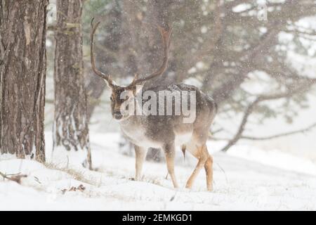 Damwild in der verschneiten Welt mit frisch gefallener Schneedecke. Fotografiert in den Dünen der Niederlande. Stockfoto