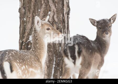 Damwild in der verschneiten Welt mit frisch gefallener Schneedecke. Fotografiert in den Dünen der Niederlande. Stockfoto