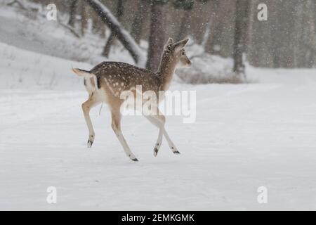 Damwild in der verschneiten Welt mit frisch gefallener Schneedecke. Fotografiert in den Dünen der Niederlande. Stockfoto