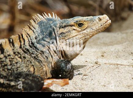 Ctenosaura similis Eidechse, Seitenportrait von schwarzem Stachelschwanziguan Stockfoto