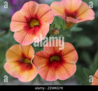 Bunte orange Petunia Nahaufnahme im Garten Stockfoto