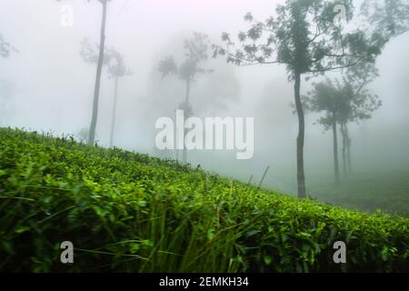 Ausgezeichnete gepflegte Ceylon Tee (orange pekoe in Camellia sinensis) Plantagen im Winter (nebliges Wetter). Plantage ist von Überresten umgeben Stockfoto