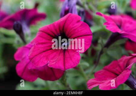 Dunkelrosa Petunia Blume Nahaufnahme im Garten Stockfoto