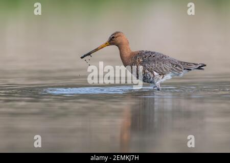 Schwarzschwanzgodwit (Limosa limosa) steht im seichten Wasser der Feuchtgebiete, Foto wurde in den Niederlanden aufgenommen. Stockfoto