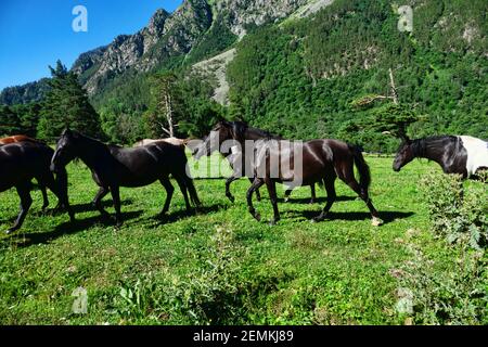 Eine Herde halbwilder Pferde im Kaukasus. Im Äußeren der Pferde sind sichtbare Zeichen der Rasse, zum Beispiel Kabarda (Hochland Reitpferd). Stockfoto