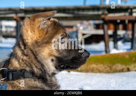 Ein Profilbild eines elf Wochen alten Schäferhundes. Blauer Himmel und Schnee im Hintergrund Stockfoto