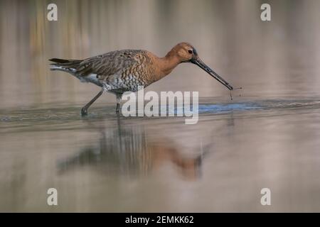 Schwarzschwanzgodwit (Limosa limosa) steht im seichten Wasser der Feuchtgebiete, Foto wurde in den Niederlanden aufgenommen. Stockfoto