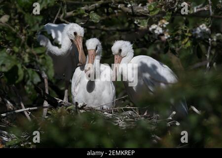 Eurasischer Löffler (Platalea leucorodia) mit drei jungen Löffeln auf dem Nest. Vier Wochen alt. Fotografiert in den Niederlanden. Stockfoto