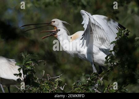 Eurasischer Löffler (Platalea leucorodia) mit drei jungen Löffeln auf dem Nest. Vier Wochen alt und Fütterungszeit. Fotografiert in den Niederlanden. Stockfoto