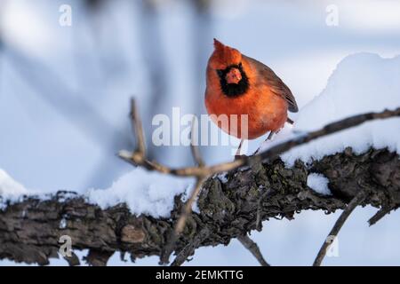 Nördlicher Kardinal, der im Winter in der Nähe eines Vogelfutterhäuschen nach Samen pfissiert. Stockfoto