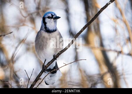 Blue jay im Winter in einem Park. Stockfoto