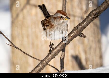 American Tree Sparrow, der im Winter in der Nähe eines Vogelfutterhäuschen nach Samen pfissiert. Stockfoto