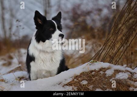 Cute Black and White Border Collie Dog sitzt im trockenen Gras von Schnee bedeckt während des Wintertages. Schäferhund in der Natur. Stockfoto