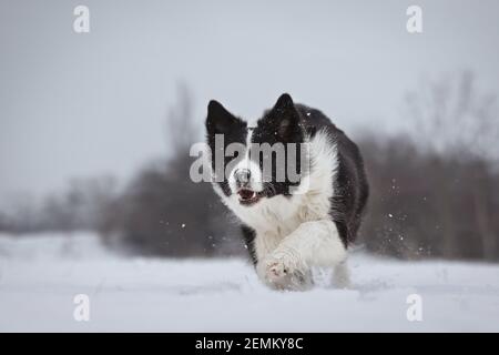 Happy Border Collie läuft im Winter im Schnee. Liebenswert schwarz und weiß Hund genießt kalten wolkigen Tag. Stockfoto