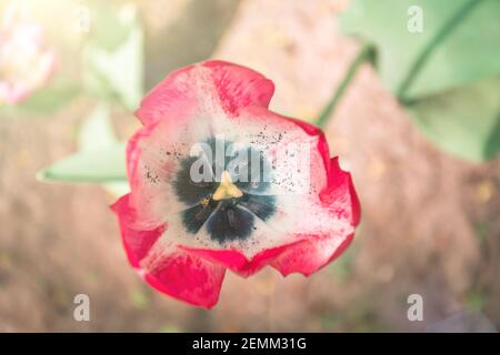 Blühende rosa Tulpe Nahaufnahme mit einem Licht aus der So Stockfoto