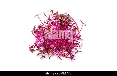 Microgreens Amaranth isolieren auf weißem Hintergrund. Selektiver Fokus. Essen. Stockfoto