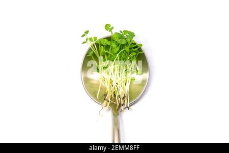 Microgreens Basilikum isolieren auf weißem Hintergrund. Selektiver Fokus. Essen. Stockfoto