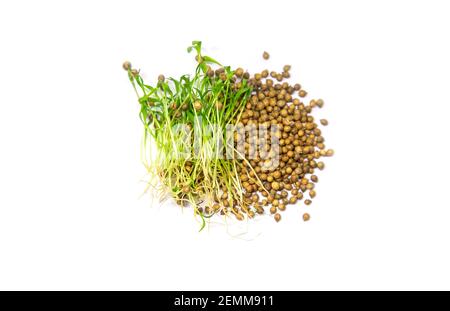 Microgreen Koriander isolieren auf weißem Hintergrund. Selektiver Fokus. Essen. Stockfoto