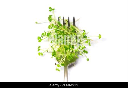 Microgreens Basilikum isolieren auf weißem Hintergrund. Selektiver Fokus. Essen. Stockfoto