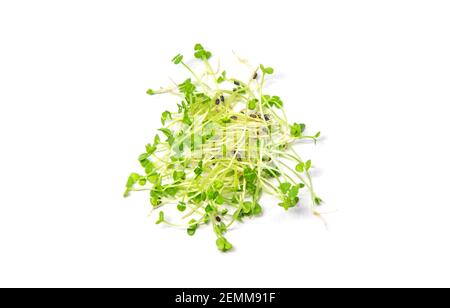 Microgreens Basilikum isolieren auf weißem Hintergrund. Selektiver Fokus. Essen. Stockfoto