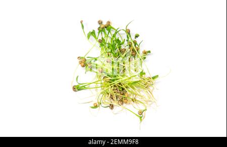 Microgreen Koriander isolieren auf weißem Hintergrund. Selektiver Fokus. Essen. Stockfoto