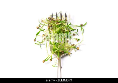 Microgreen Koriander isolieren auf weißem Hintergrund. Selektiver Fokus. Essen. Stockfoto