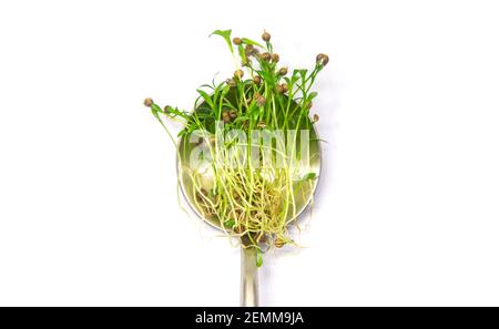 Microgreen Koriander isolieren auf weißem Hintergrund. Selektiver Fokus. Essen. Stockfoto