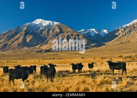 Mt Tom und Gipfel rund um Pine Creek Canyon im Osten der Sierra Nevada im Herbst und Rinder im Round Valley bei Bishop, Kalifornien, USA Stockfoto