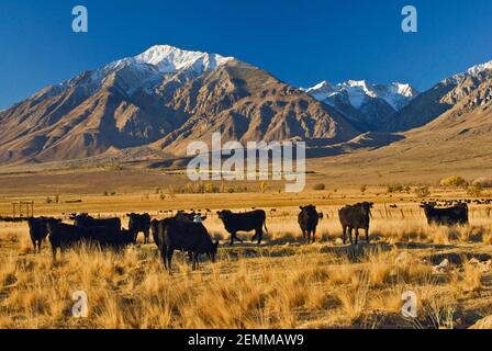 Mt Tom und Gipfel rund um Pine Creek Canyon im Osten der Sierra Nevada im Herbst und Rinder im Round Valley bei Bishop, Kalifornien, USA Stockfoto