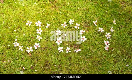 Schriftzug mit Mandelblüten Wort Freude auf grünem Gras im Frühjahr. Konzeptionelle Foto Hintergrund des Glücks, Ankunft Frühling, warmes Wetter und Blumen Stockfoto