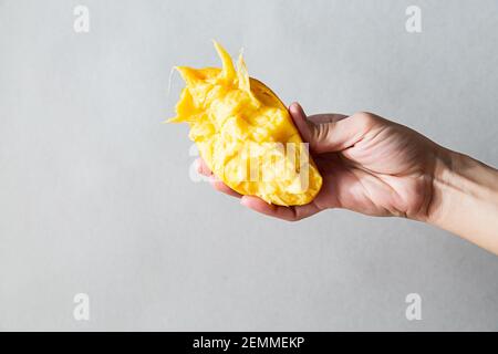 Das moderne Konzept der gesunden Ernährung. Die Hand der Frau hält eine Mangofrucht. Minimalistische Komposition auf hellgrauem Hintergrund mit Kopierraum Stockfoto