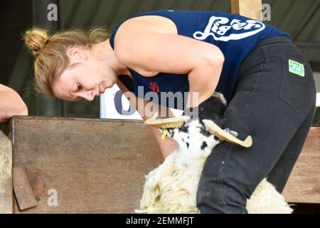 Bäuerin, Katie Reid, Schafscheren bei der Royal Highland Show, Schottland, Großbritannien Stockfoto