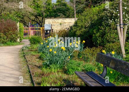 Eine leere Bank und Narzissen blühen im Peace Garden im Pinner Memorial Park, Pinner, Harrow, NW London, Großbritannien Stockfoto