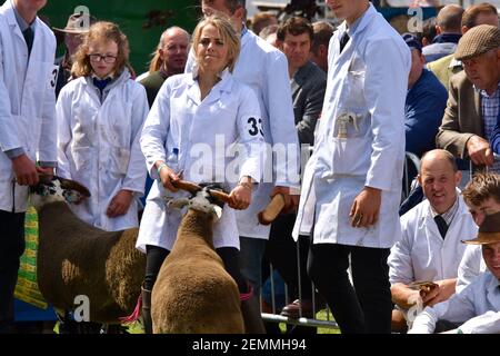 Blackface Schafe mit weiblicher Ausstellerin , Anna MacKinnon, auf der Royal Highland Show, Schottland, UK] Stockfoto