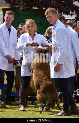 Blackface Schafe mit weiblicher Ausstellerin , Anna MacKinnon, auf der Royal Highland Show, Schottland, UK] Stockfoto