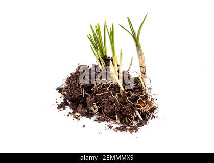 Wachstumspflanze im Frühjahr isoliert auf weißem Hintergrund Stockfoto
