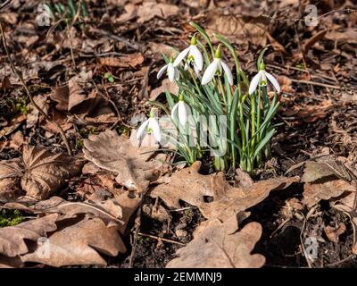Schneeglöckchen im Frühling auf einer Wiese mit gefallenen Blättern Stockfoto